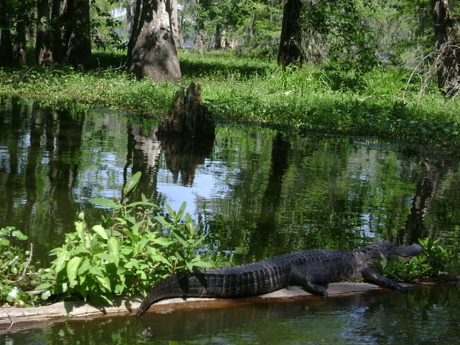 Louisiana Swamp Alligator