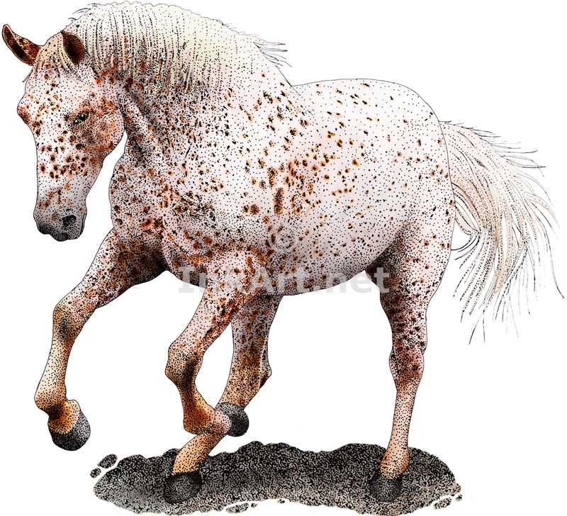 Appaloosa Horse By Rogerdhall