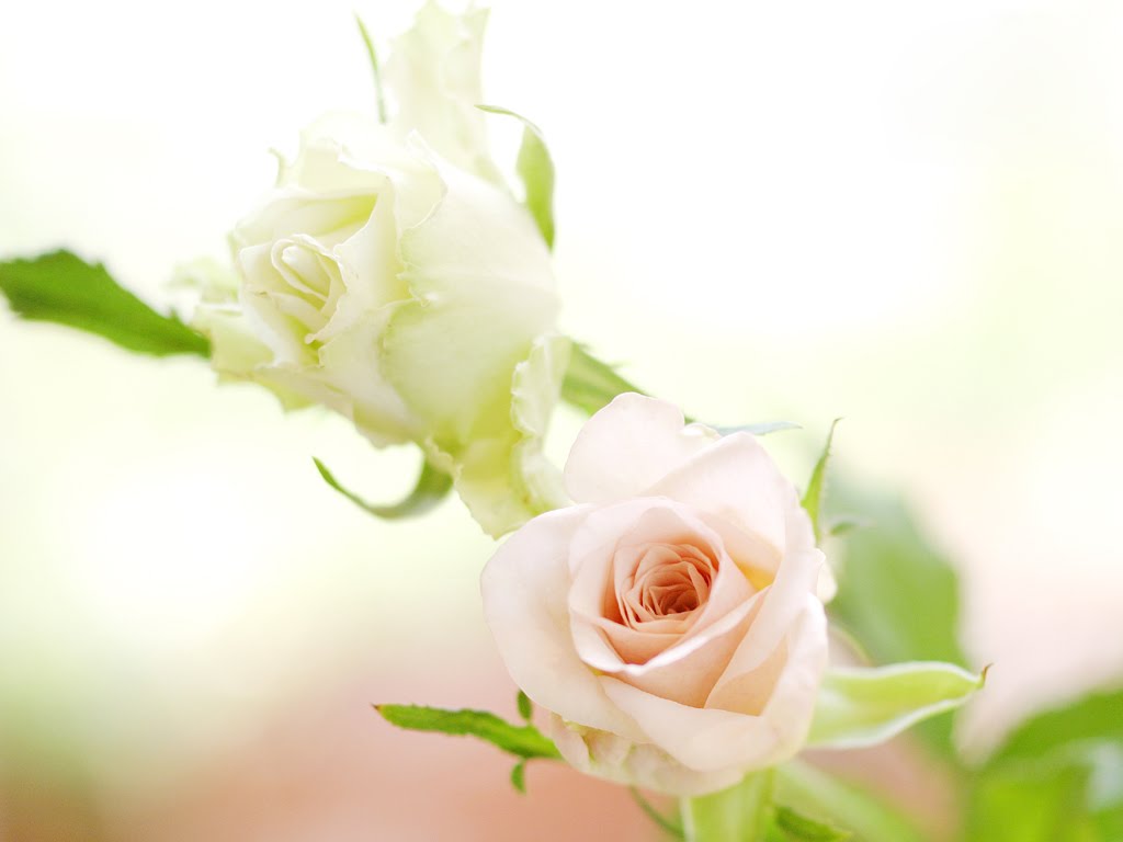 HD White Rose Wallpaper