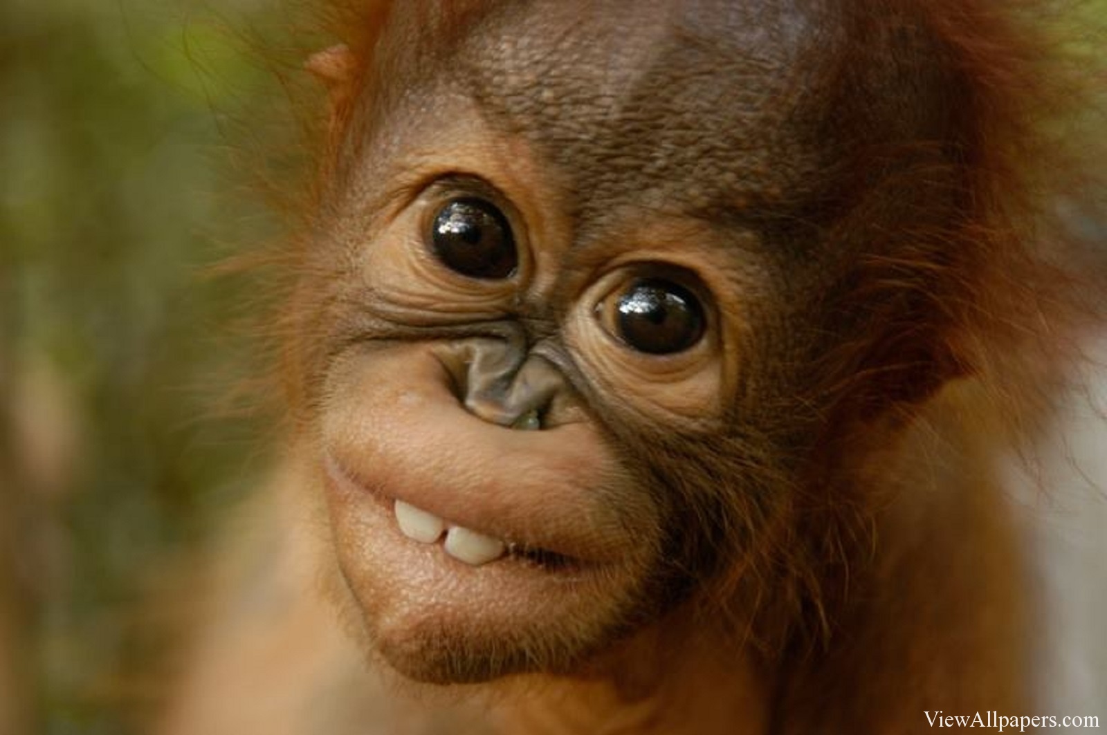 Animal Pla Baby Orangutans High Resolution Wallpaper
