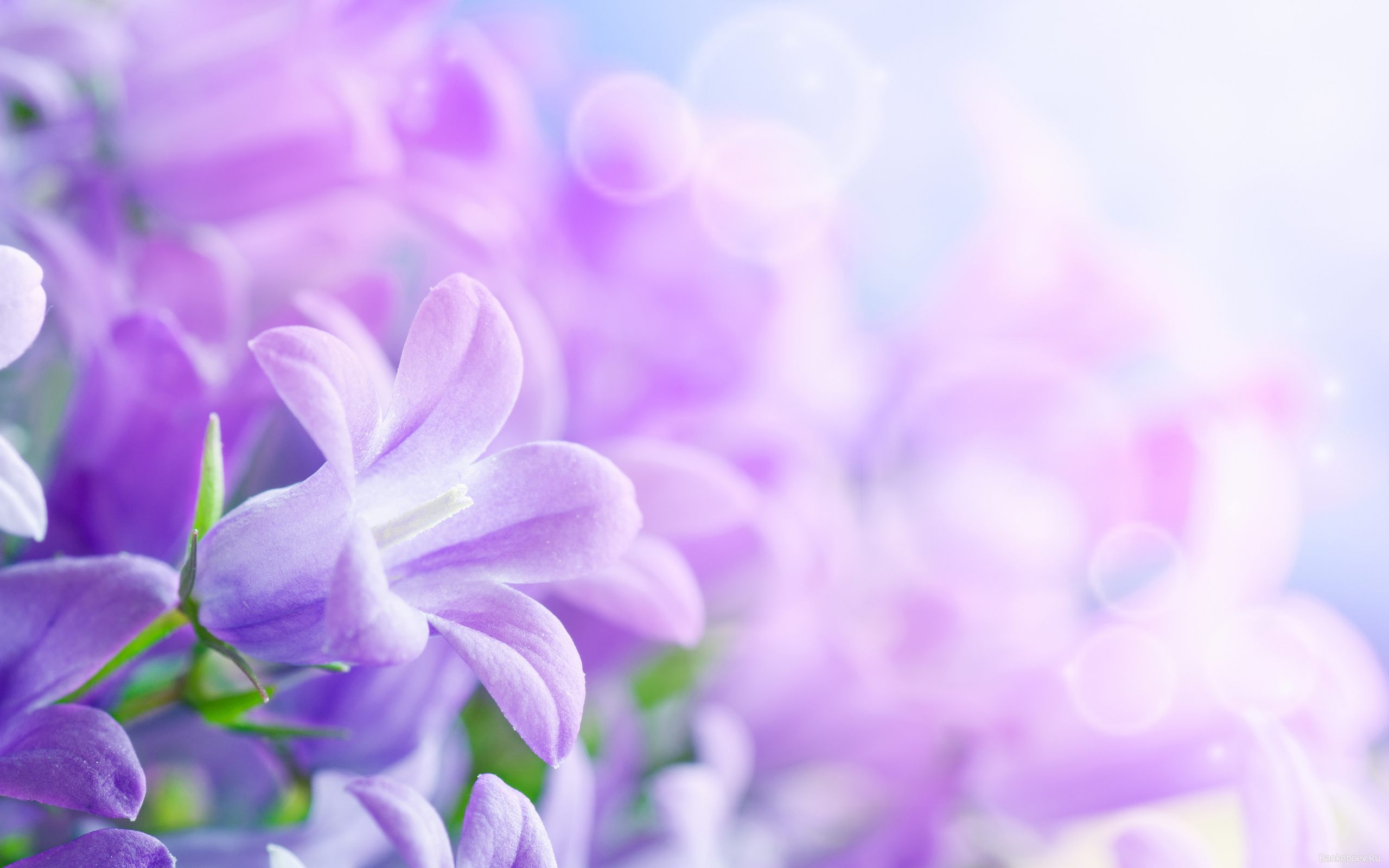 Purple Flowers Background Wallpaper Download For Desktop