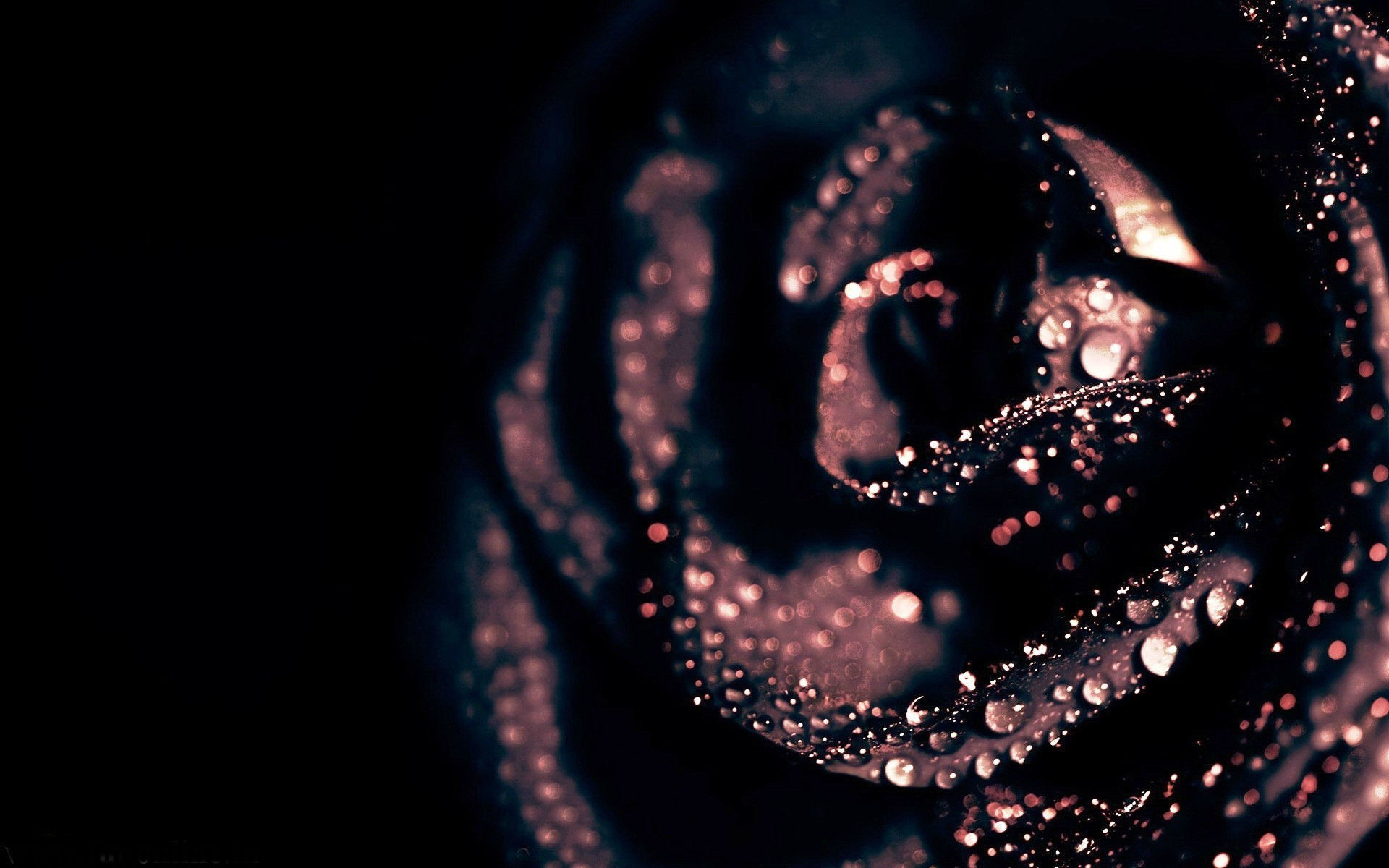 Black Roses HD Wallpaper S