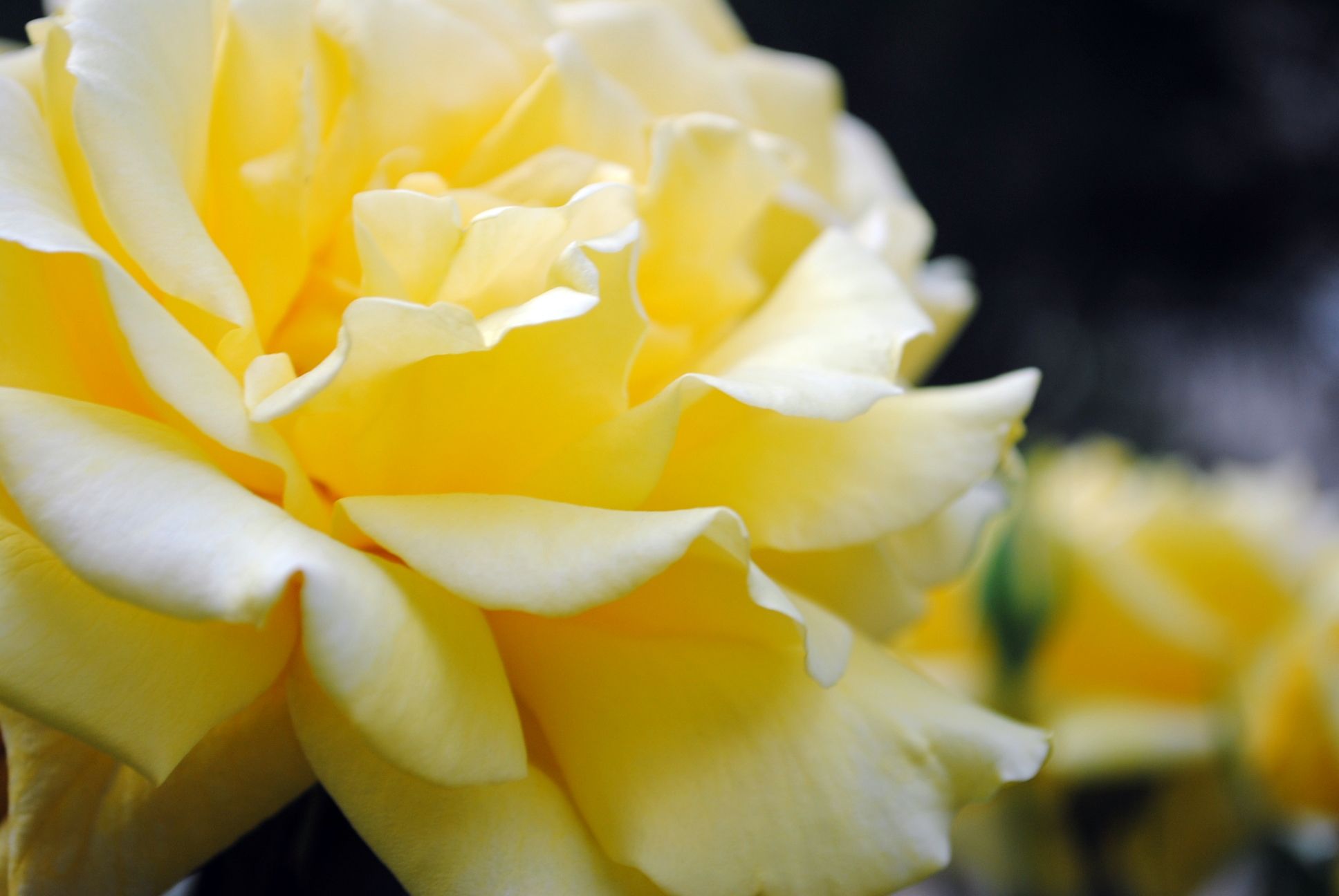 Yellow Rose Flower Wallpaper Red Pictures