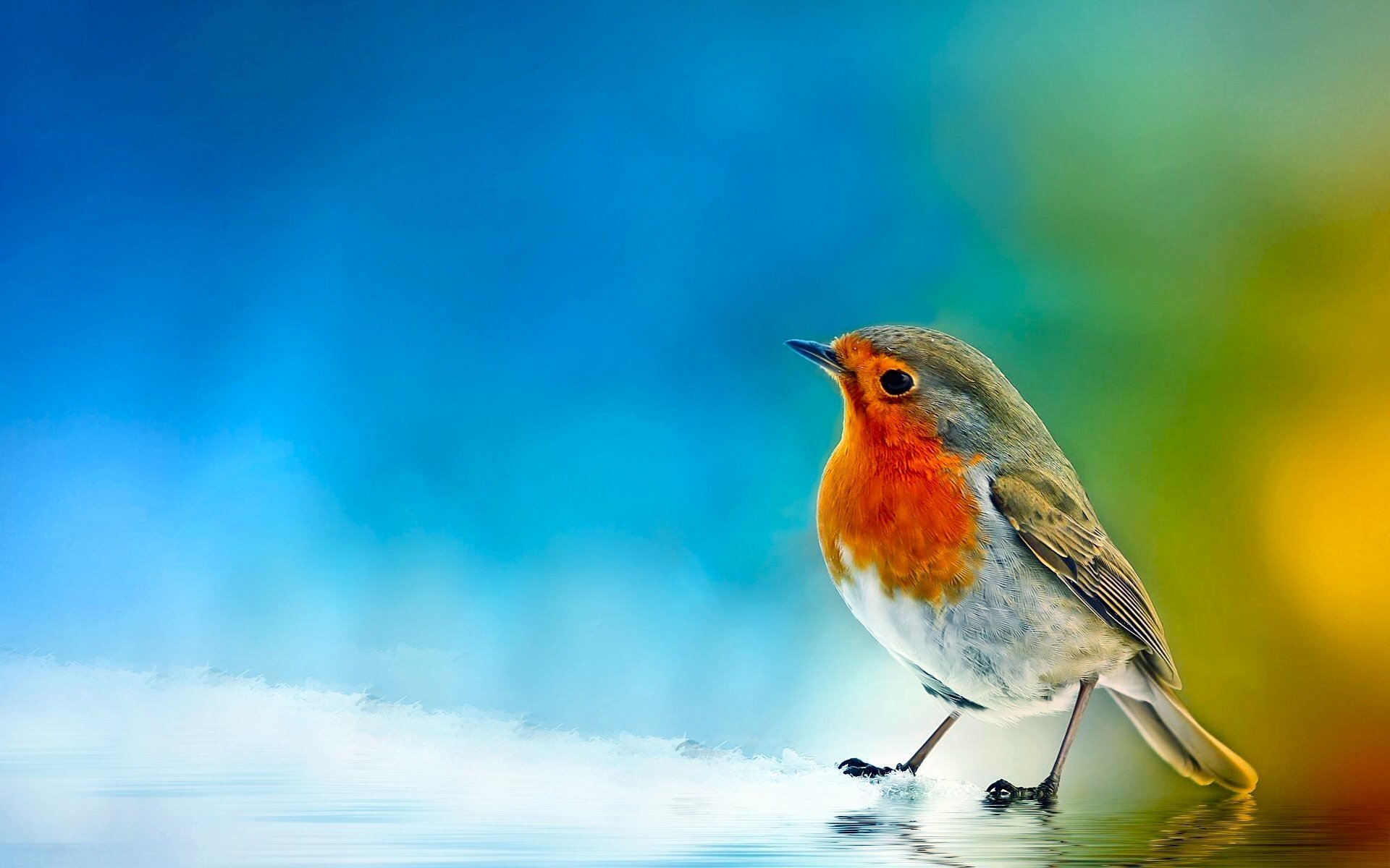 A European Robin bird with a vibrant orange breast and greyish-brown back and wings perched on the edge of a water body, against a blurred blue and green background