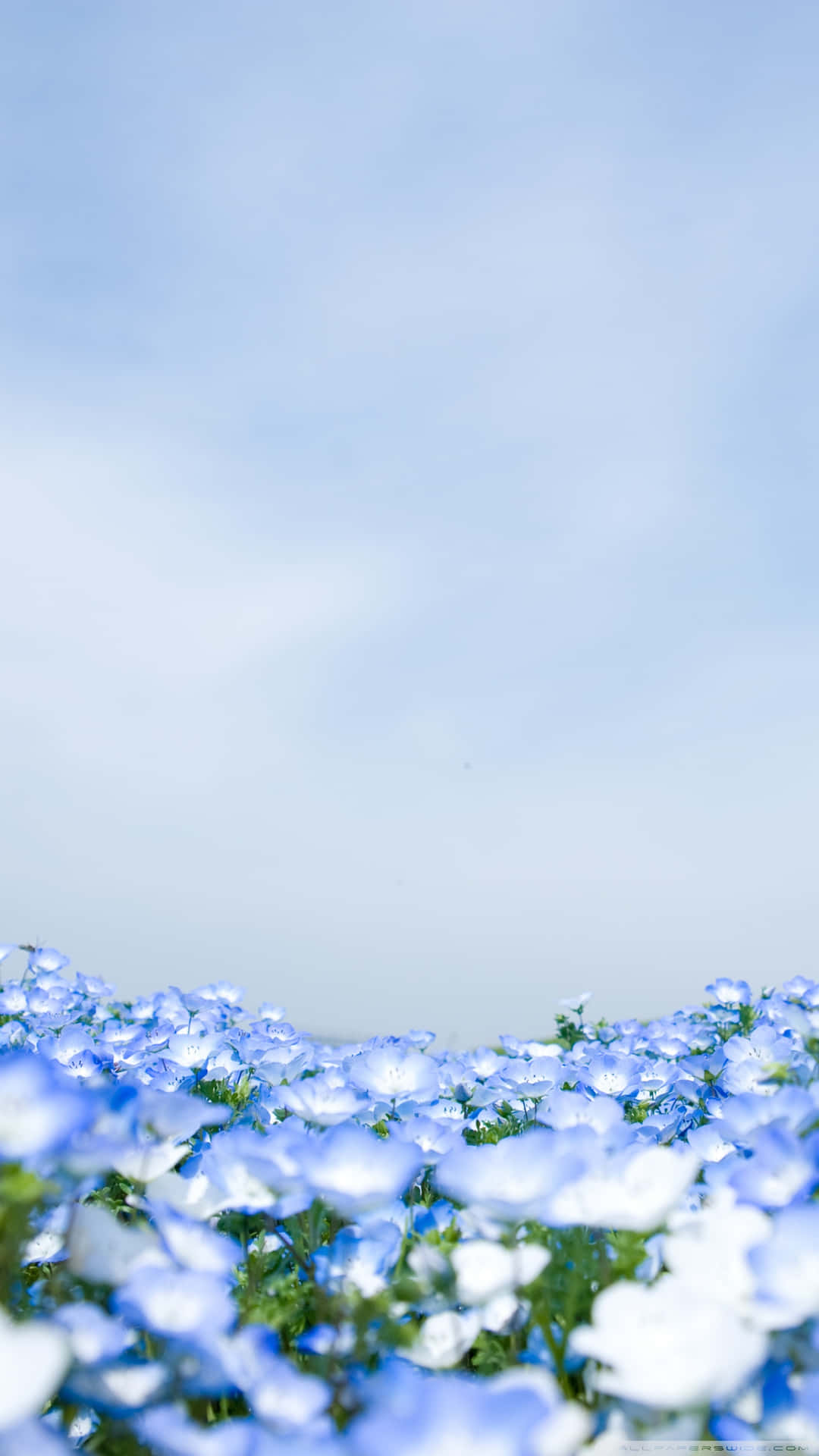 Blue Flowers Aesthetic Wallpaper
