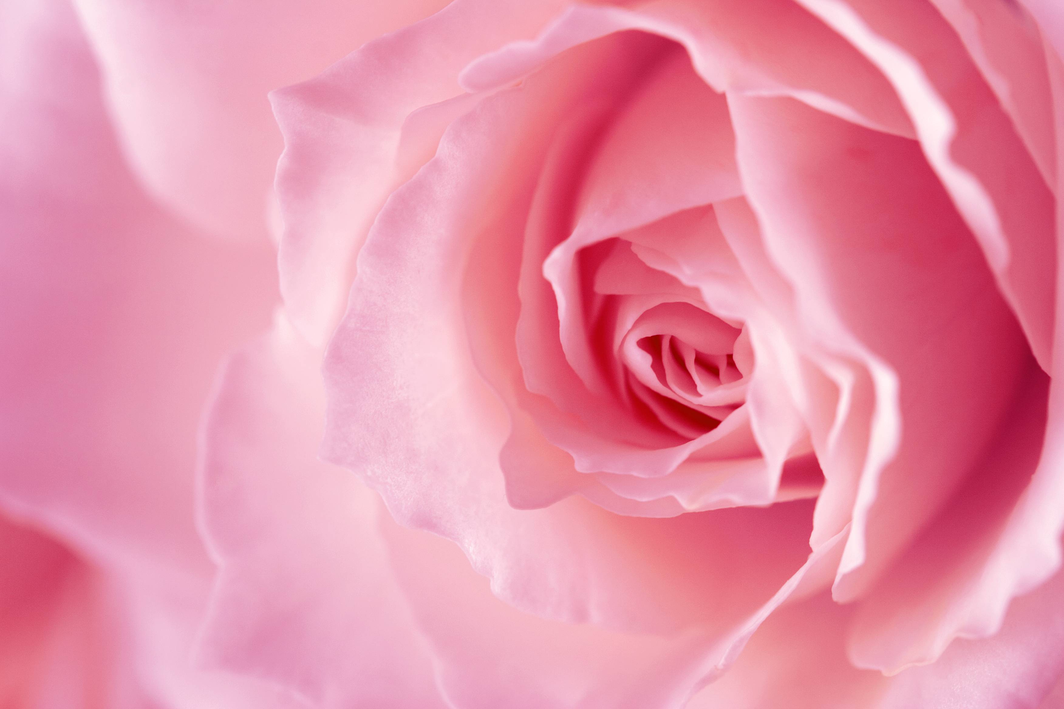 Pink Rose Backgrounds