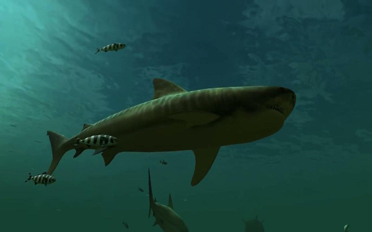 Tiger Sharks Live Wallpaper Screenshot