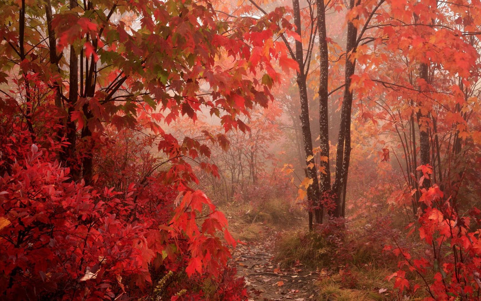 Red Autumn Forest Wallpaper
