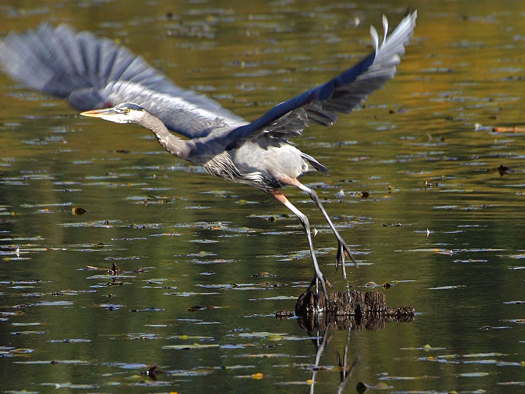 Great Blue Heron Wallpaper Android