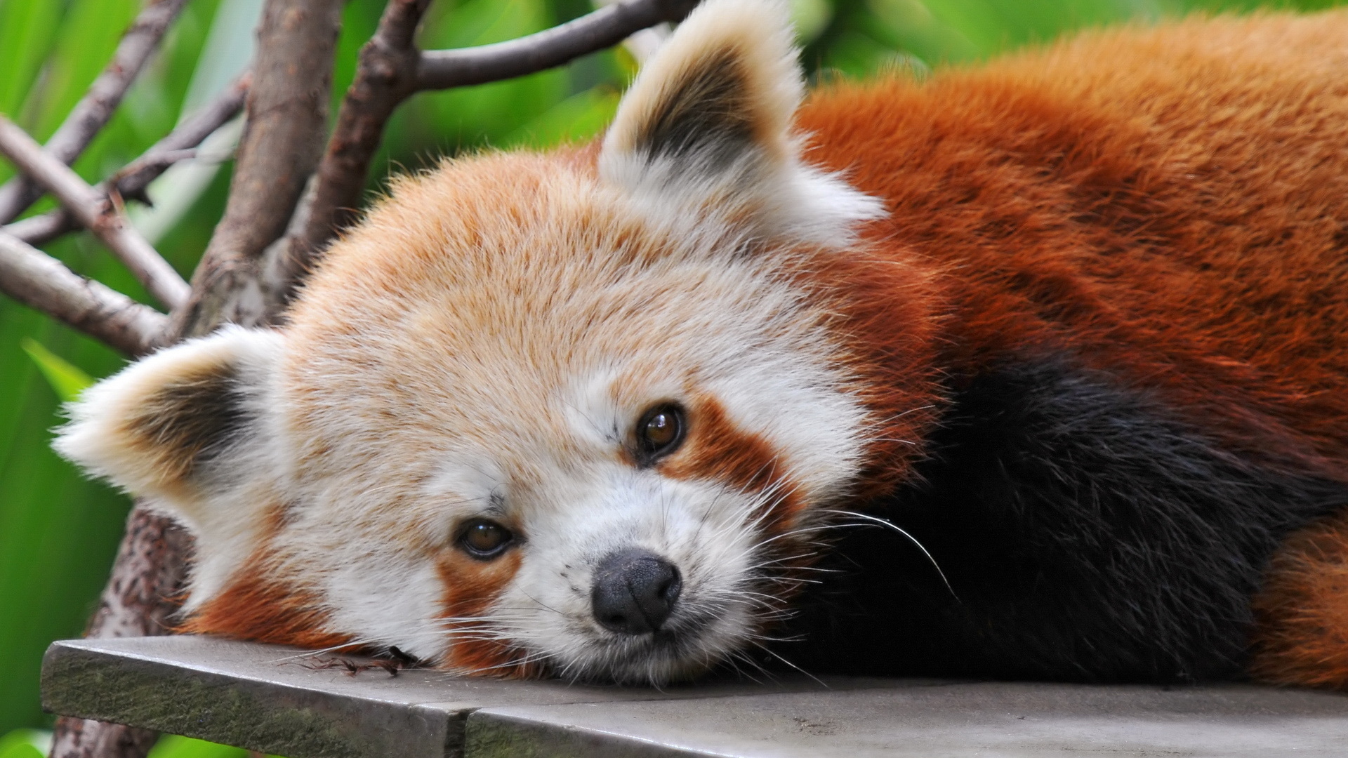 Baby Red Panda Cute Firefox Wallpaper