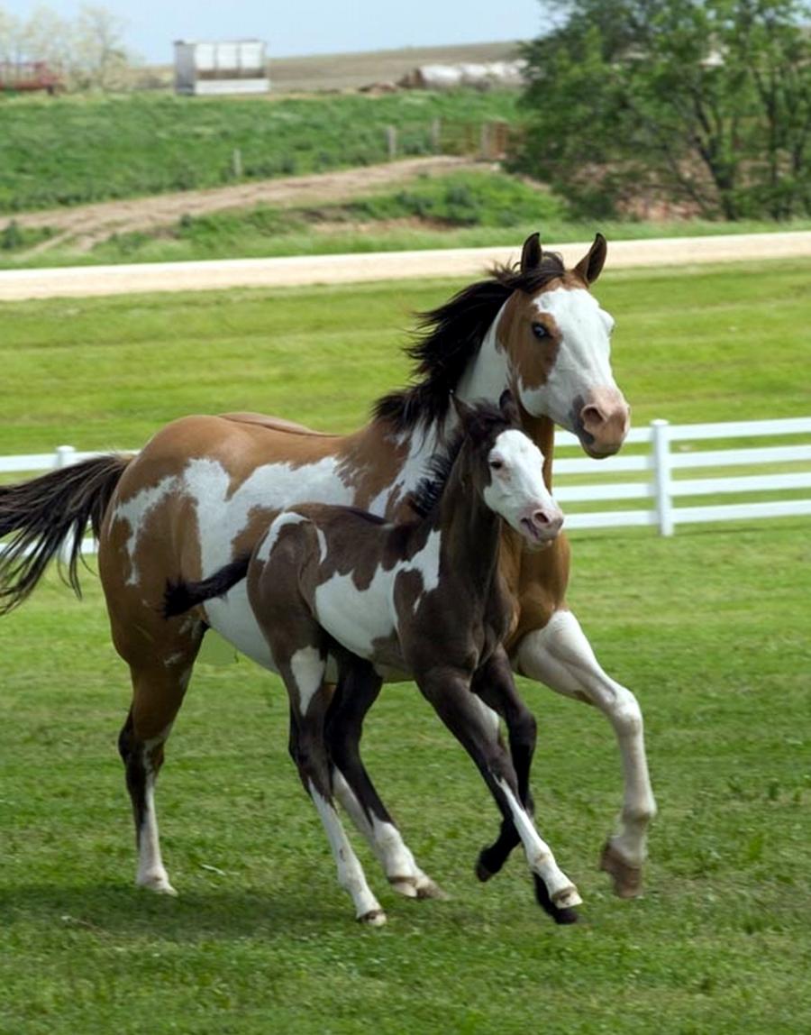 Beautiful Paint Horse Wallpaper Mare And Foal