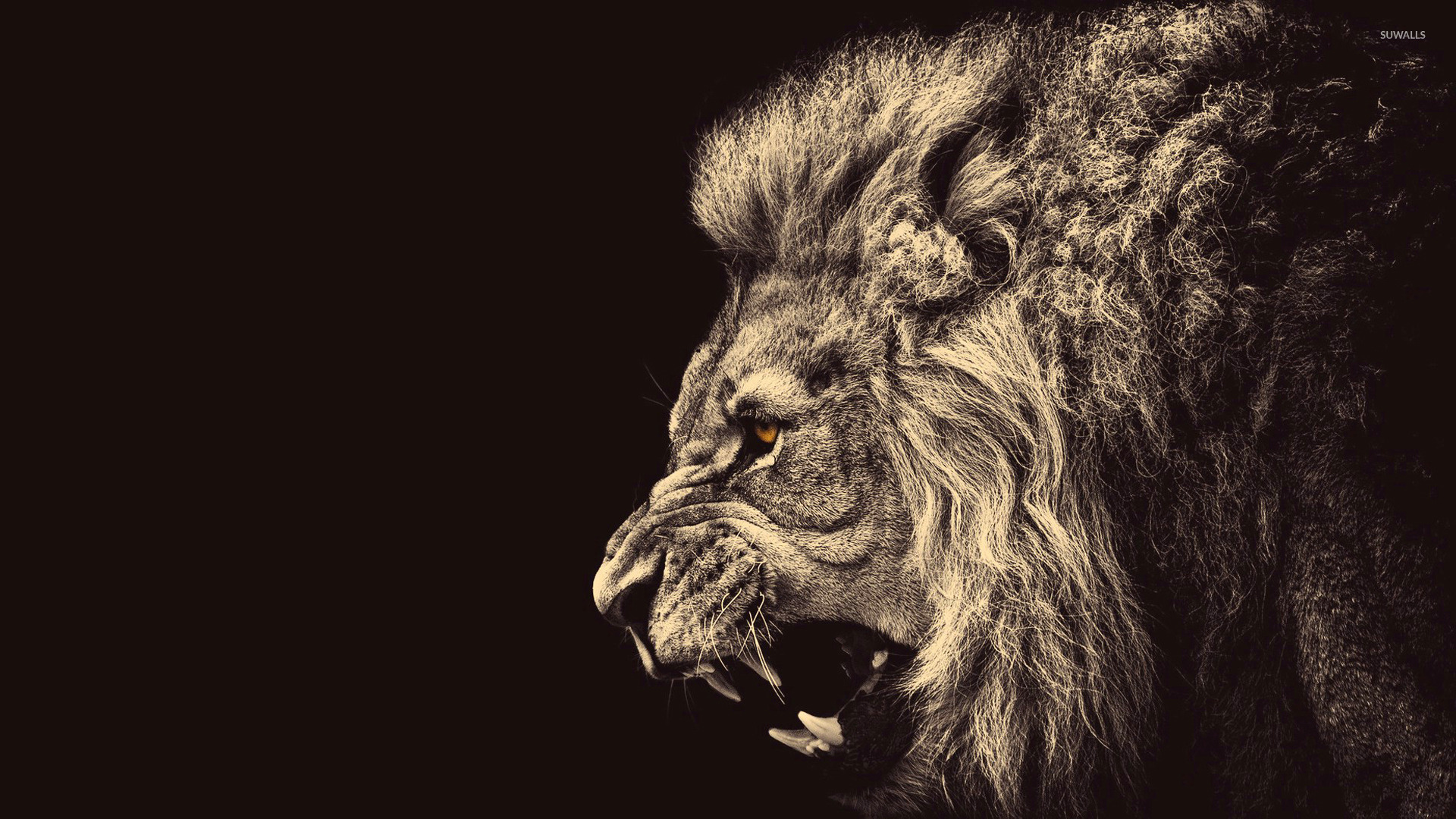 Lion Wallpaper Animal