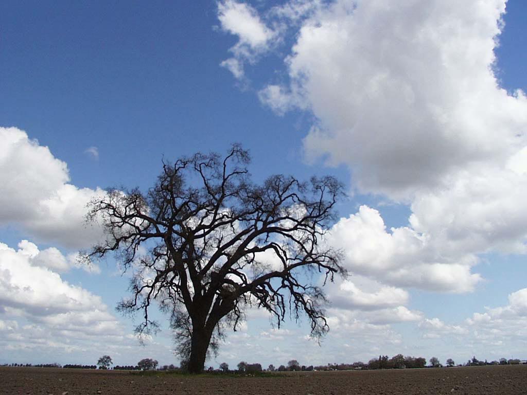Lonely Oak Tree Wallpaper And Background X Deskpicture