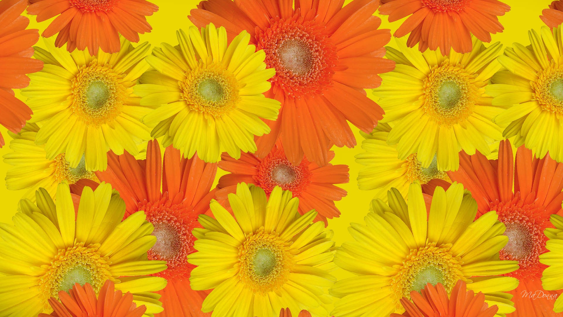 Fall Color Flowers Wallpaper