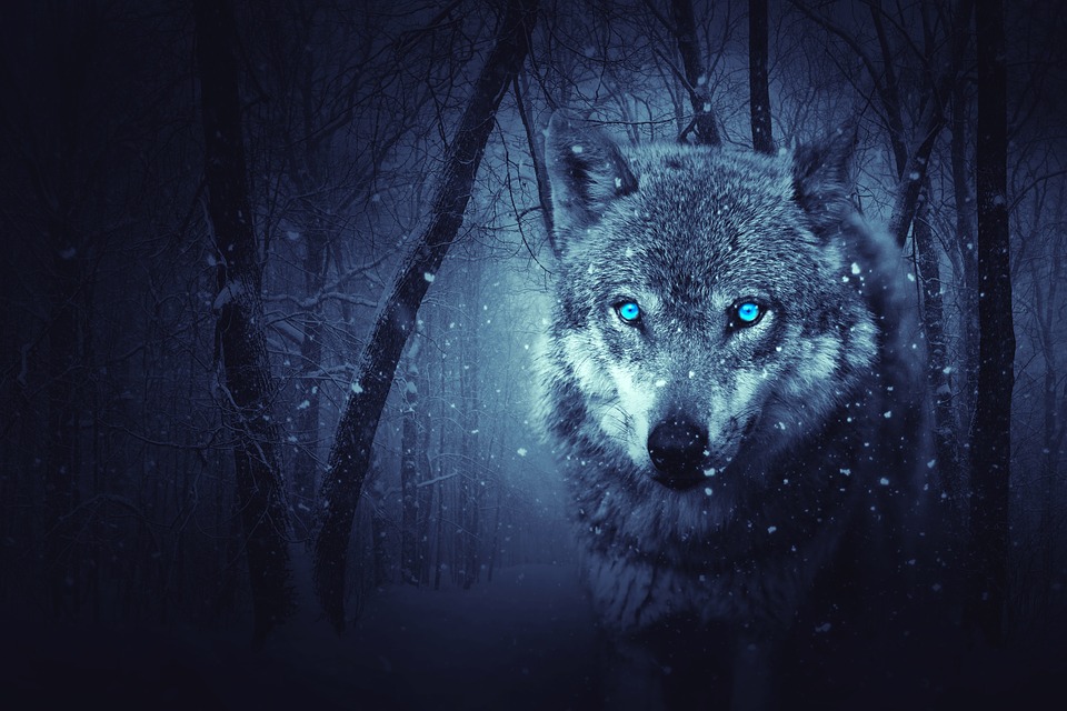 Photo Wolf Mystical Forest Background Dark Snow Max Pixel