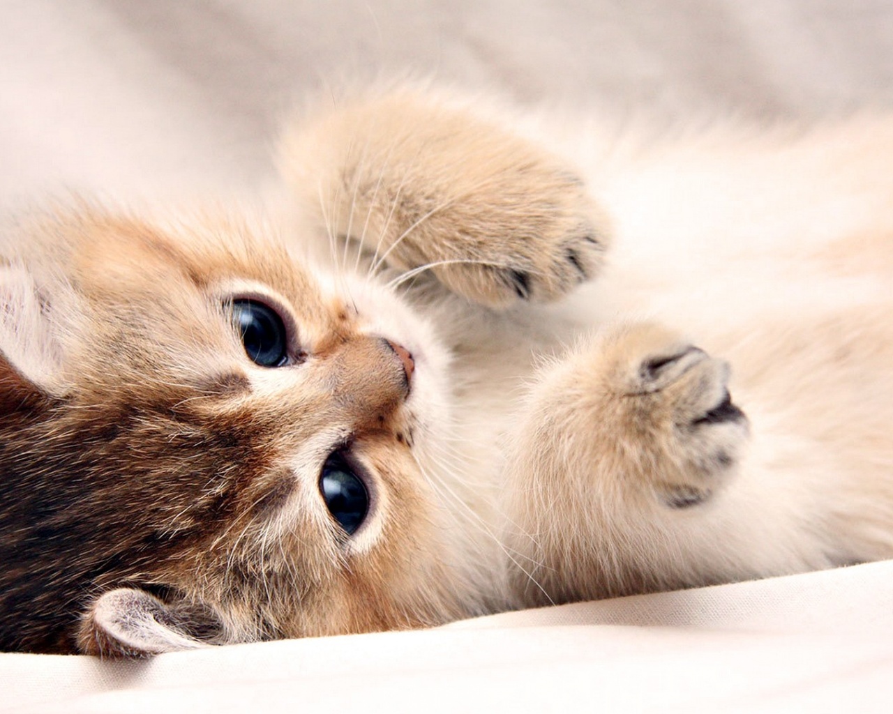 Adorable Golden British Shorthair Kitten Relaxing on a Soft Blanket