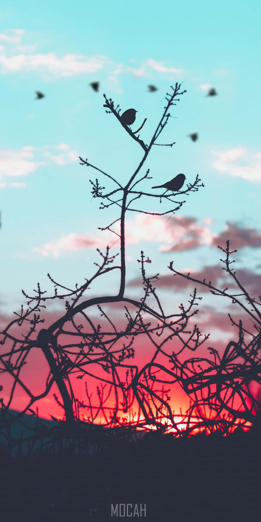 Bird iPhone Wallpaper