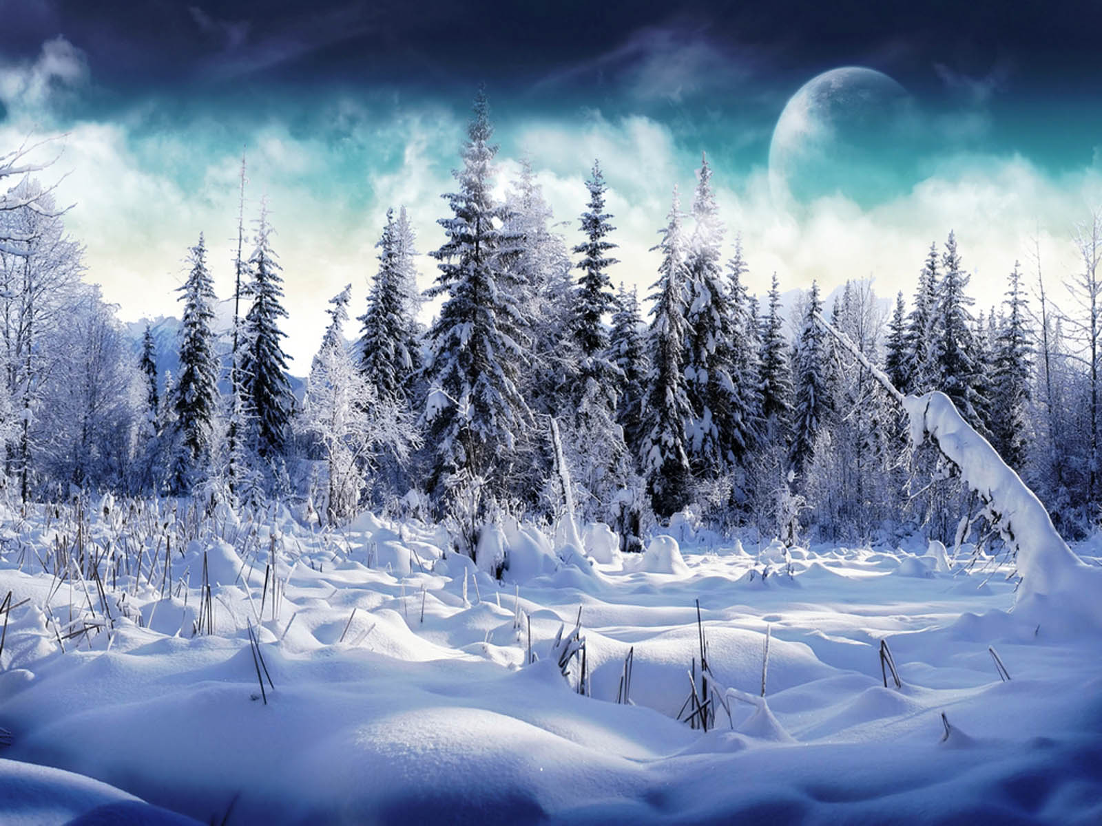 Wallpaper winter forest snow trees the snow images for desktop section  пейзажи  download