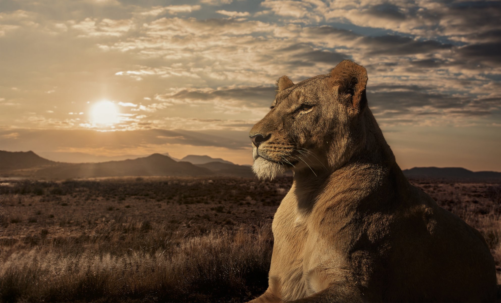 Leo Lioness Savannah Sunset HD Wallpaper