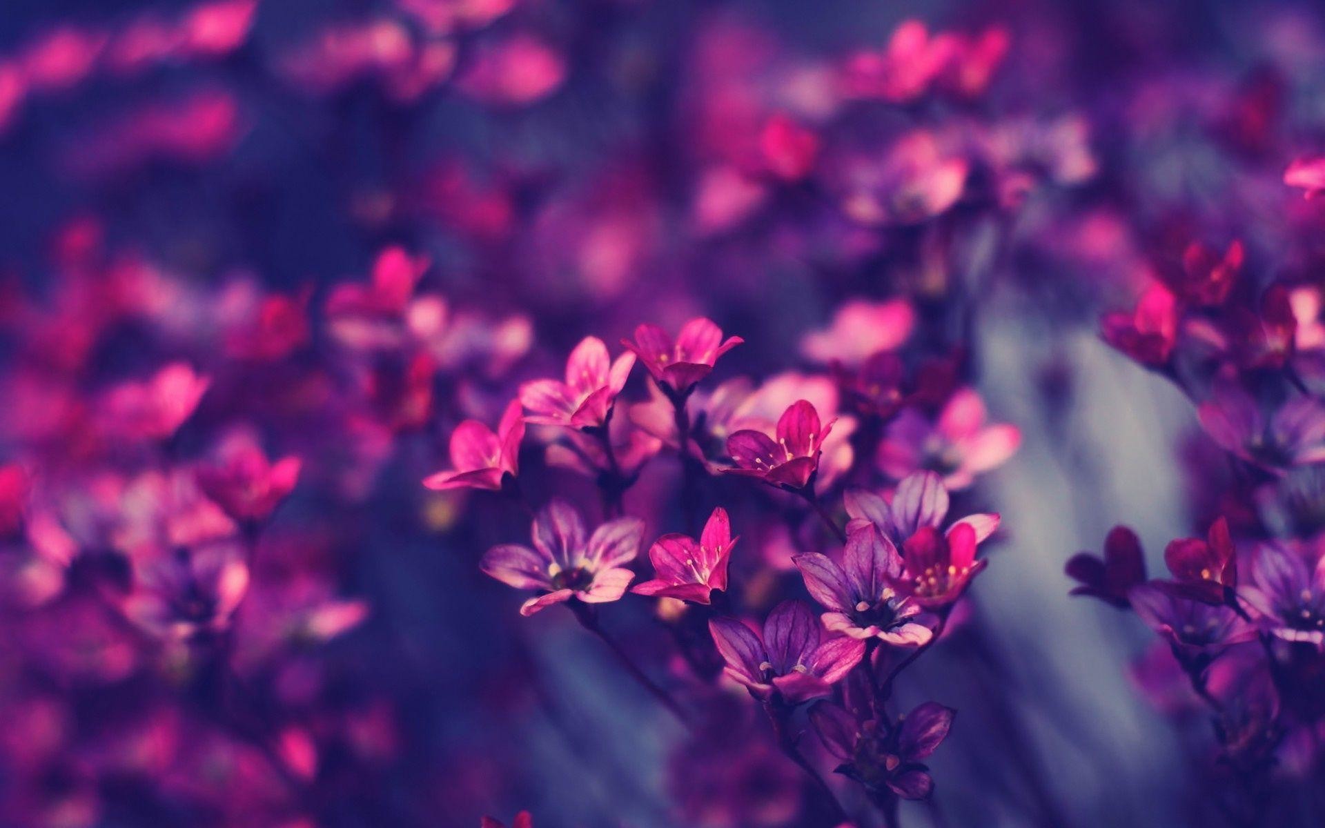 Purple Flowers Wallpaper Image