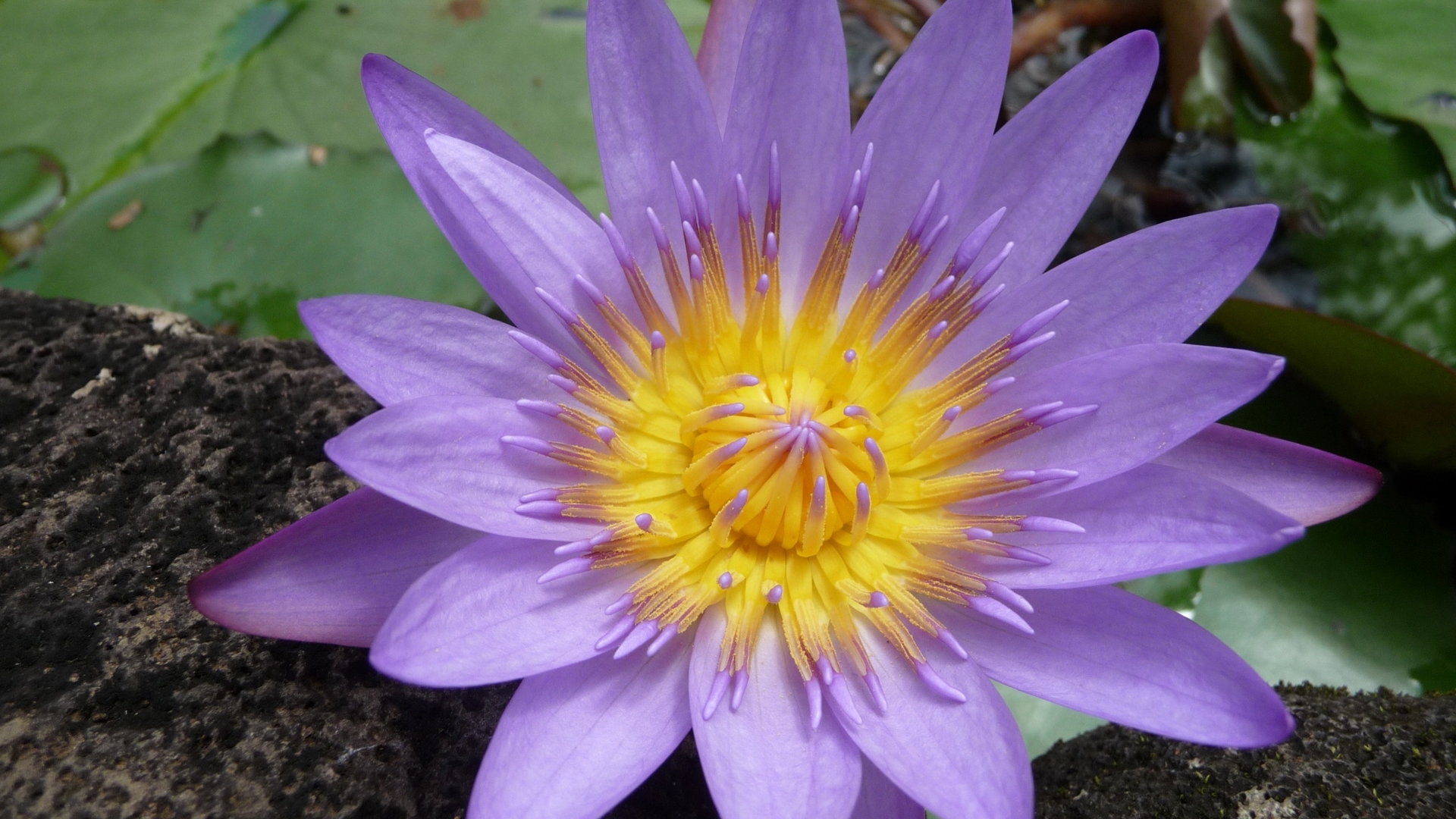 Download Water lily wallpaper