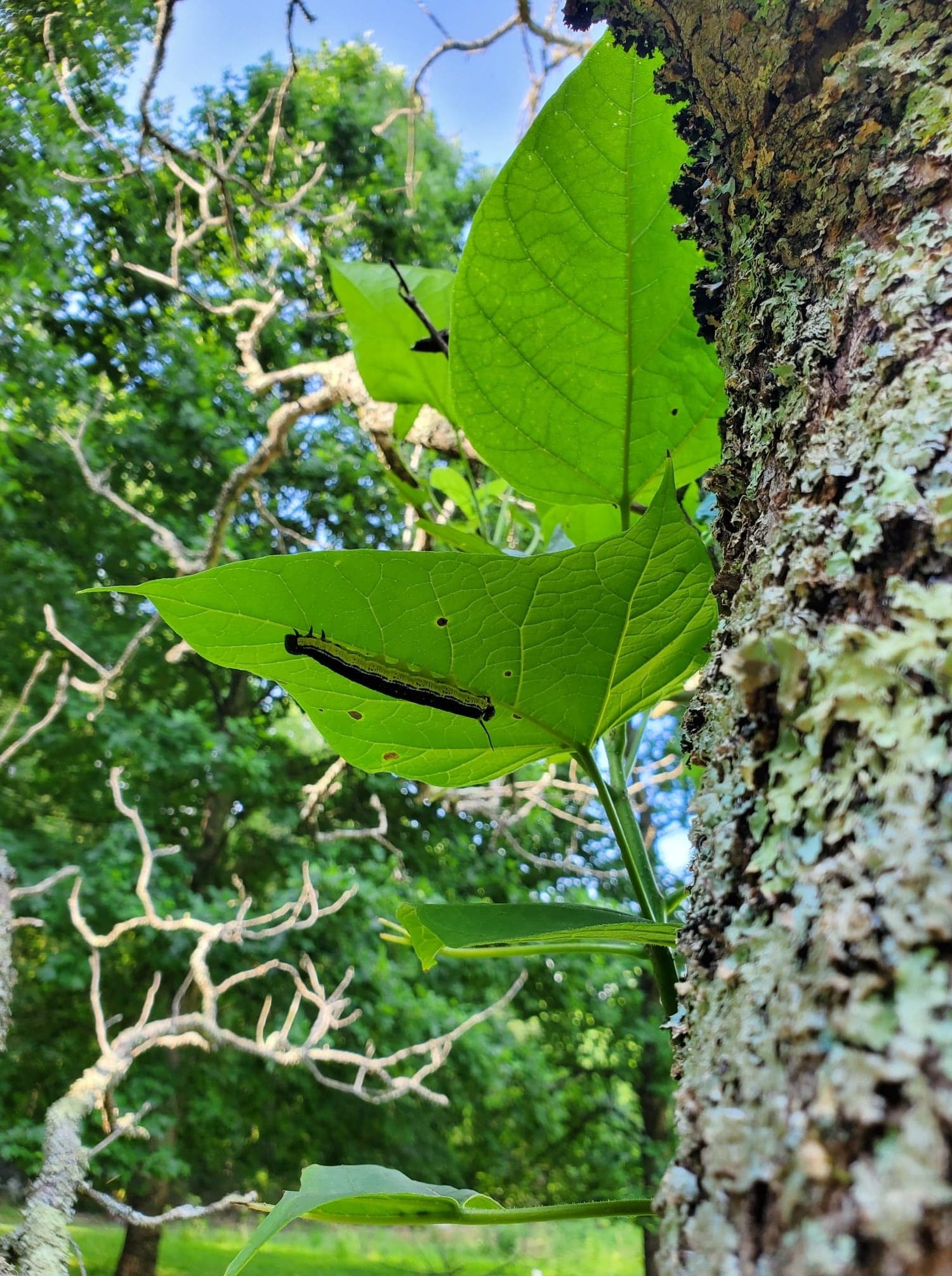 Catalpa Sphinx Moth Wallpaper
