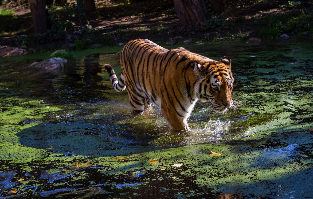 Wallpaper Face Water Light Nature Tiger Pose Pond Shore