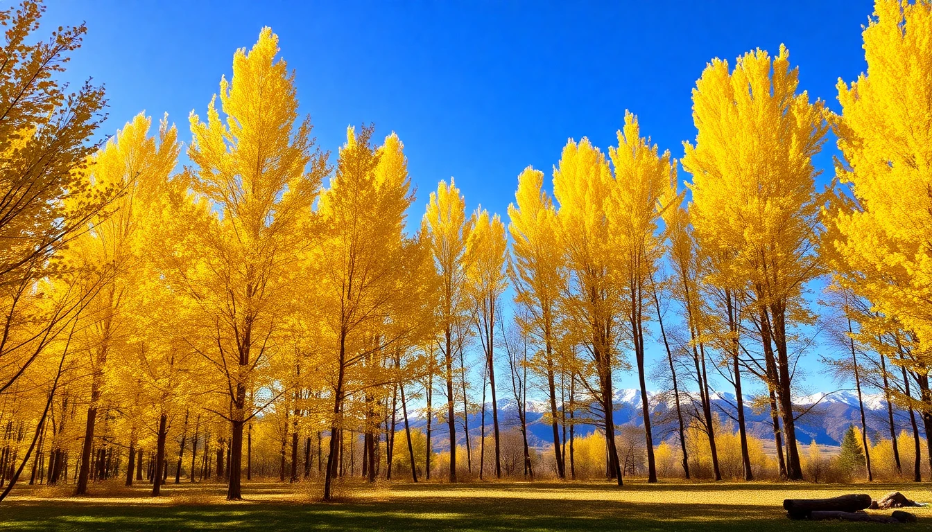 Aspens Wallpaper