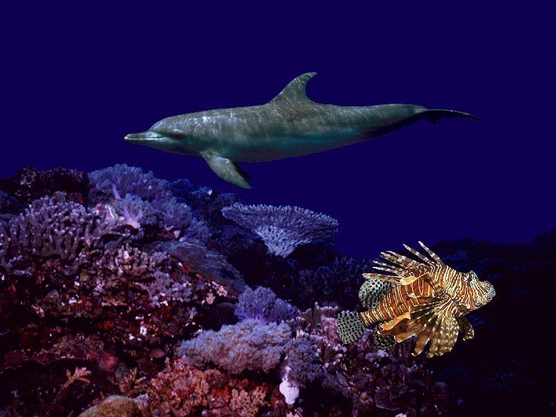 Marine Life Sea Wallpaper