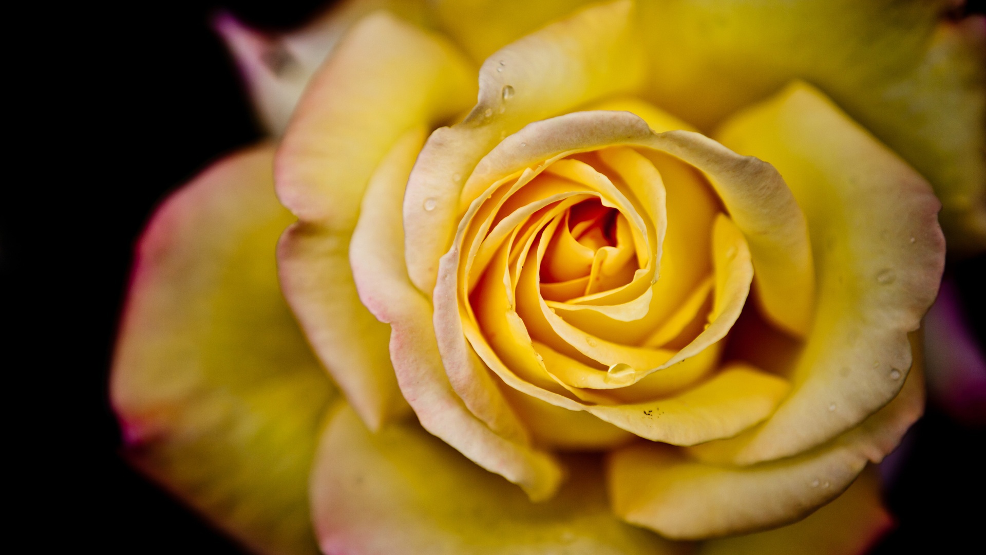 Big Yellow Rose On A Black Background Wallpaper And Image