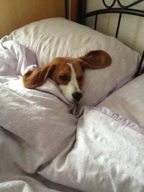 Funny Beagle Pics Forum Our World Forums