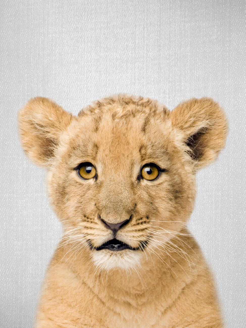 Baby Lions Wallpaper