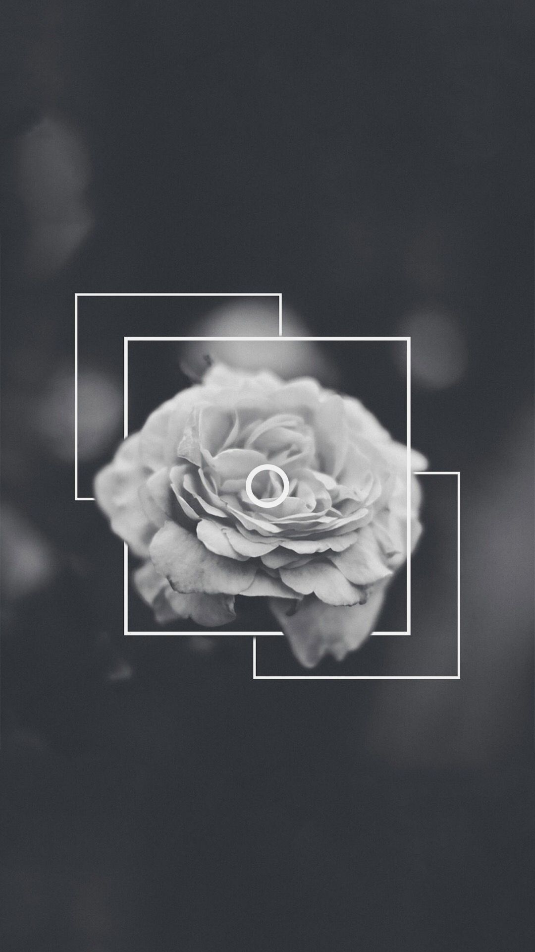 Black Rose Aesthetic Wallpaper On