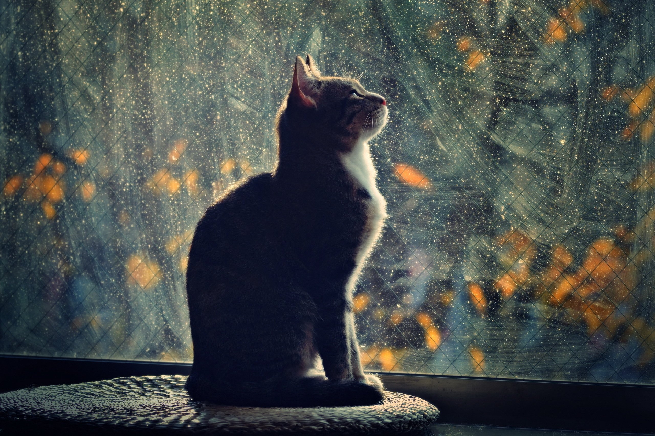 Window Night Profile Cat Light Mood Glass Wallpaper