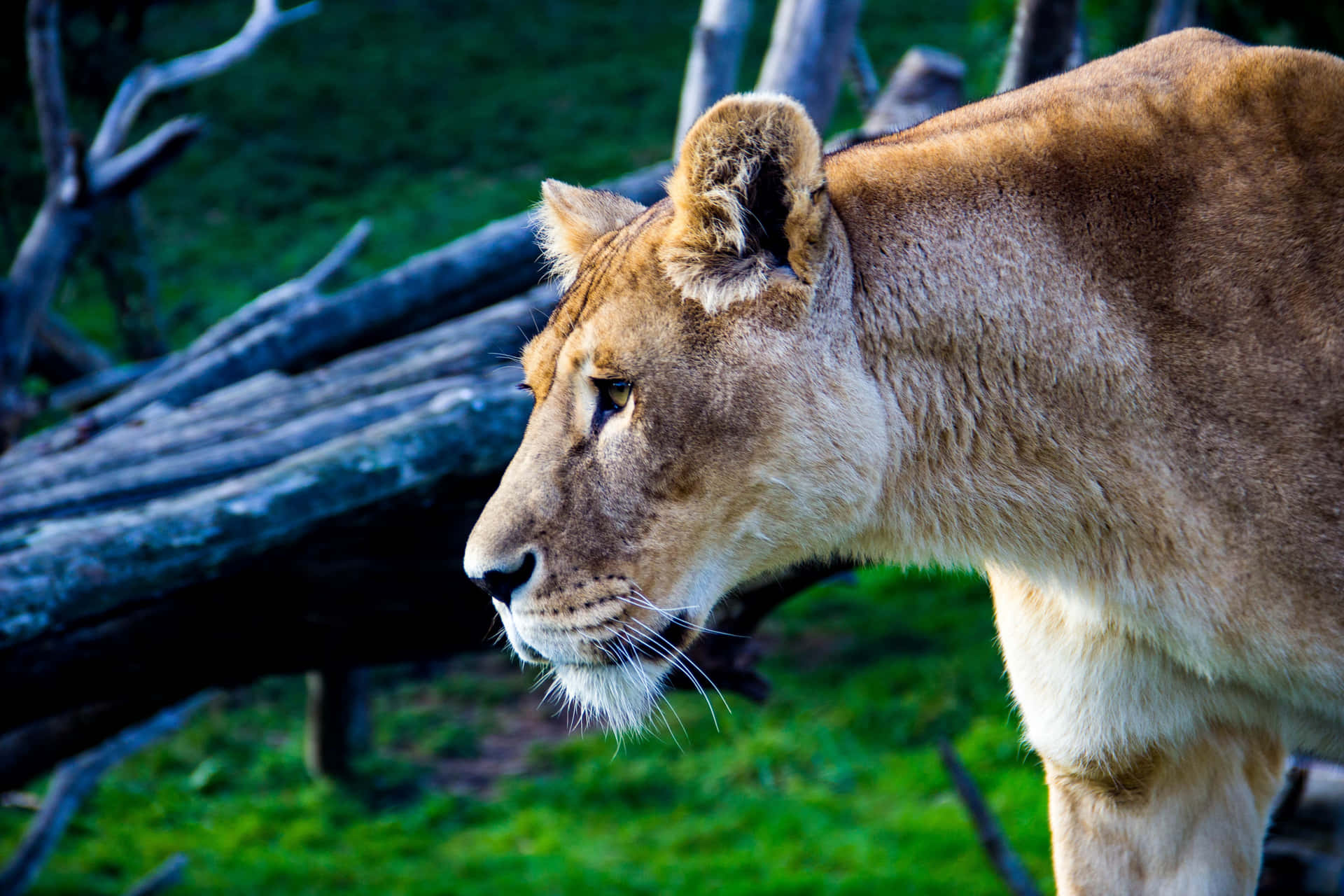 Lone Lioness Fierce Profile 856prr12dhgja7lw Wallpaper