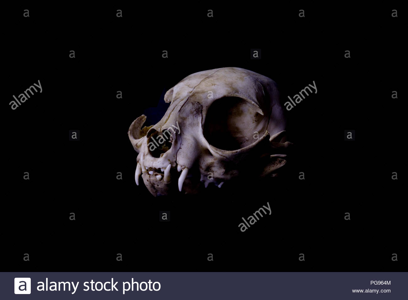 Cat Skull With Black Background Scientific Forensic And