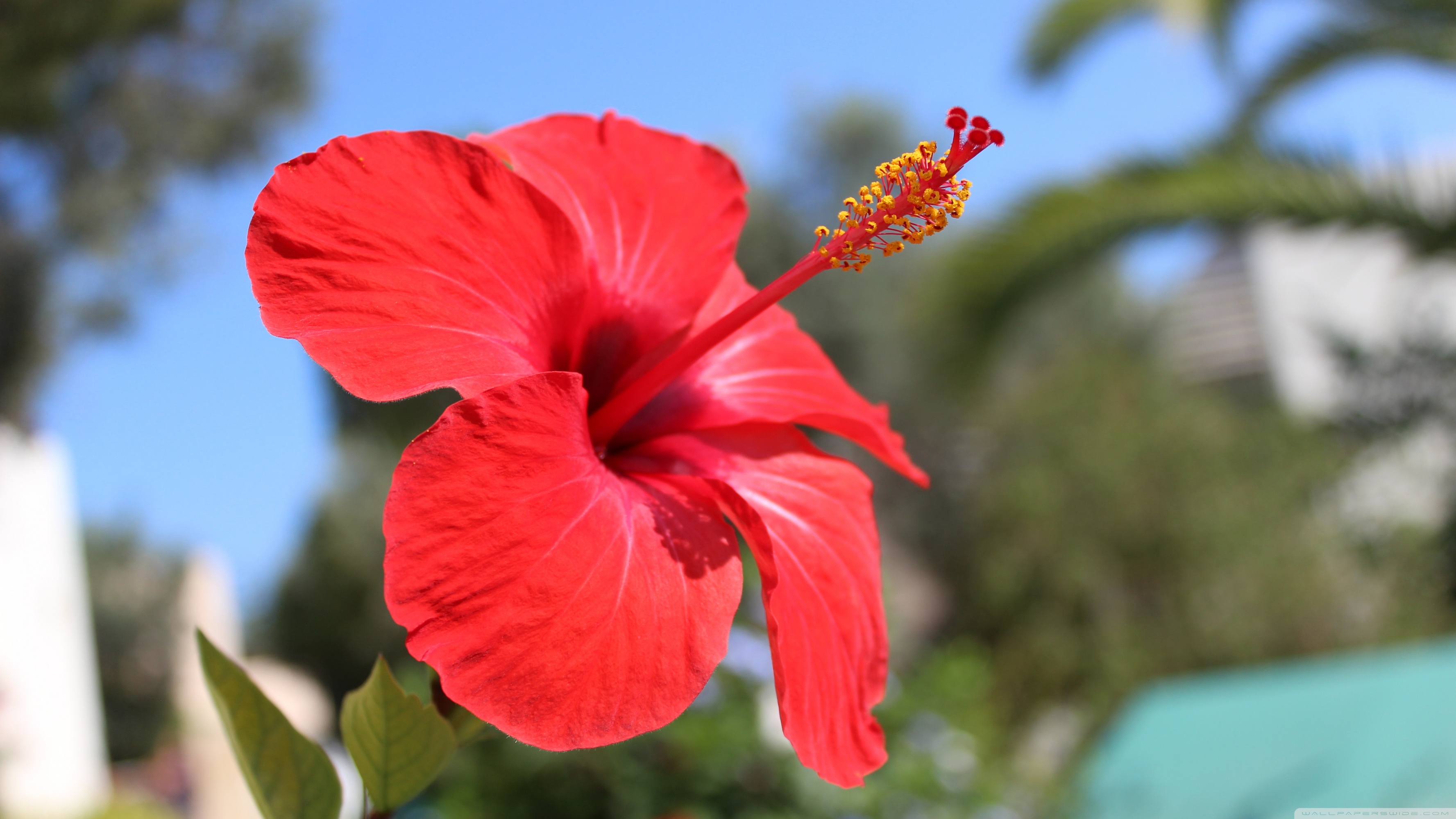 Red Hibiscus Flower 4k HD Desktop Wallpaper For Ultra Tv