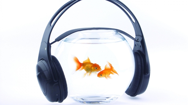 Fish Bowls Headphones Music Goldfish Wallpaper