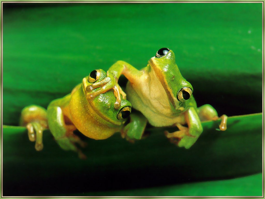 Frog Pals   Frogs and wildlife computer wallpaper 1024x768