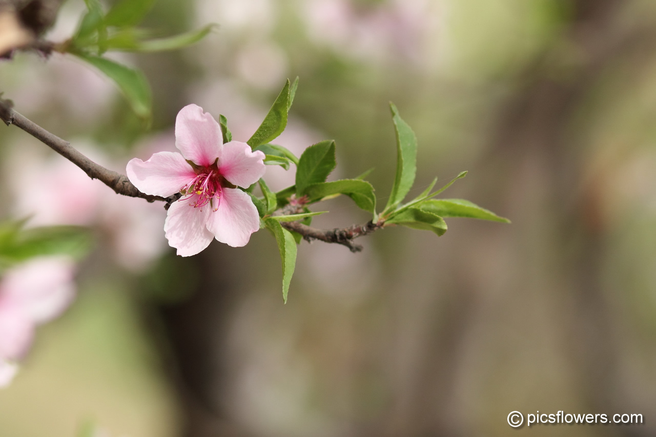 Pin Peach Blossom 5347 Flowers Photo Wallpaper