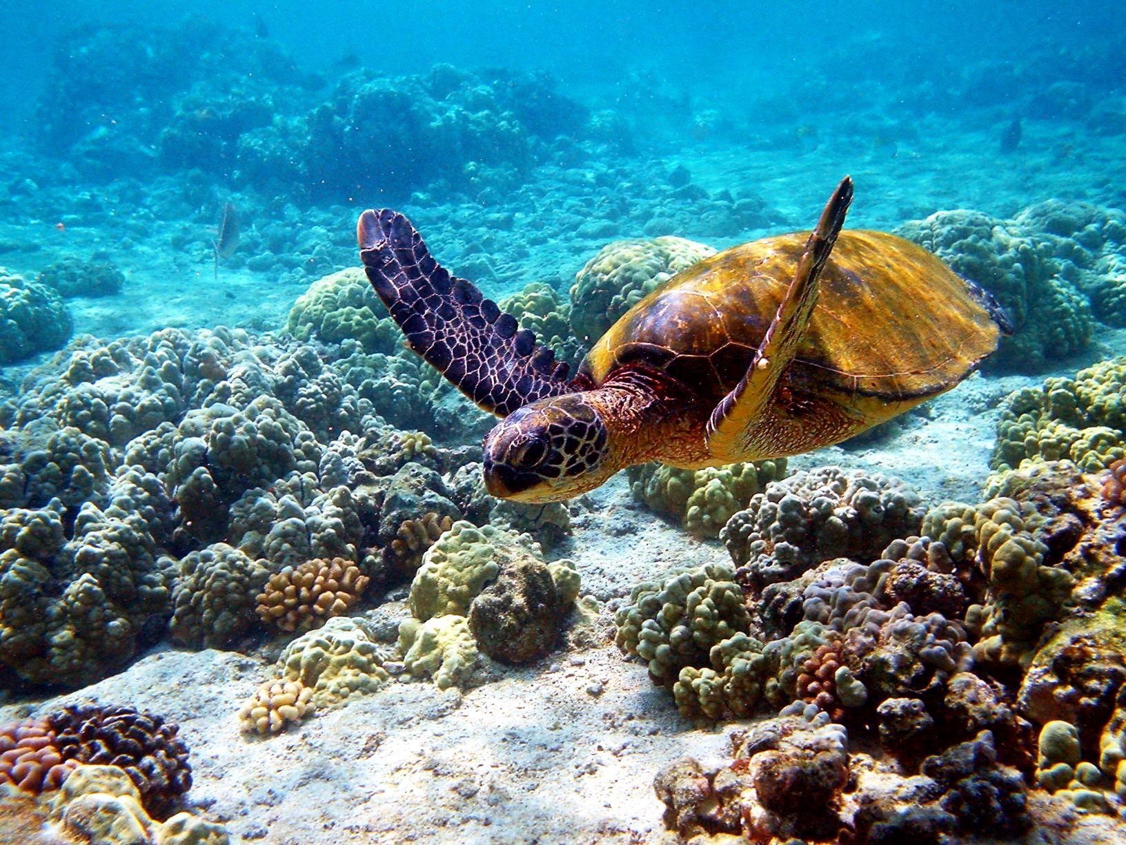 Hawaiian Desktop Wallpaper Turtle In Hawaii