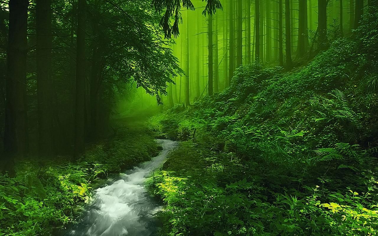 Beautiful Forest HD Image Live Wallpaper Hq Pictures Image