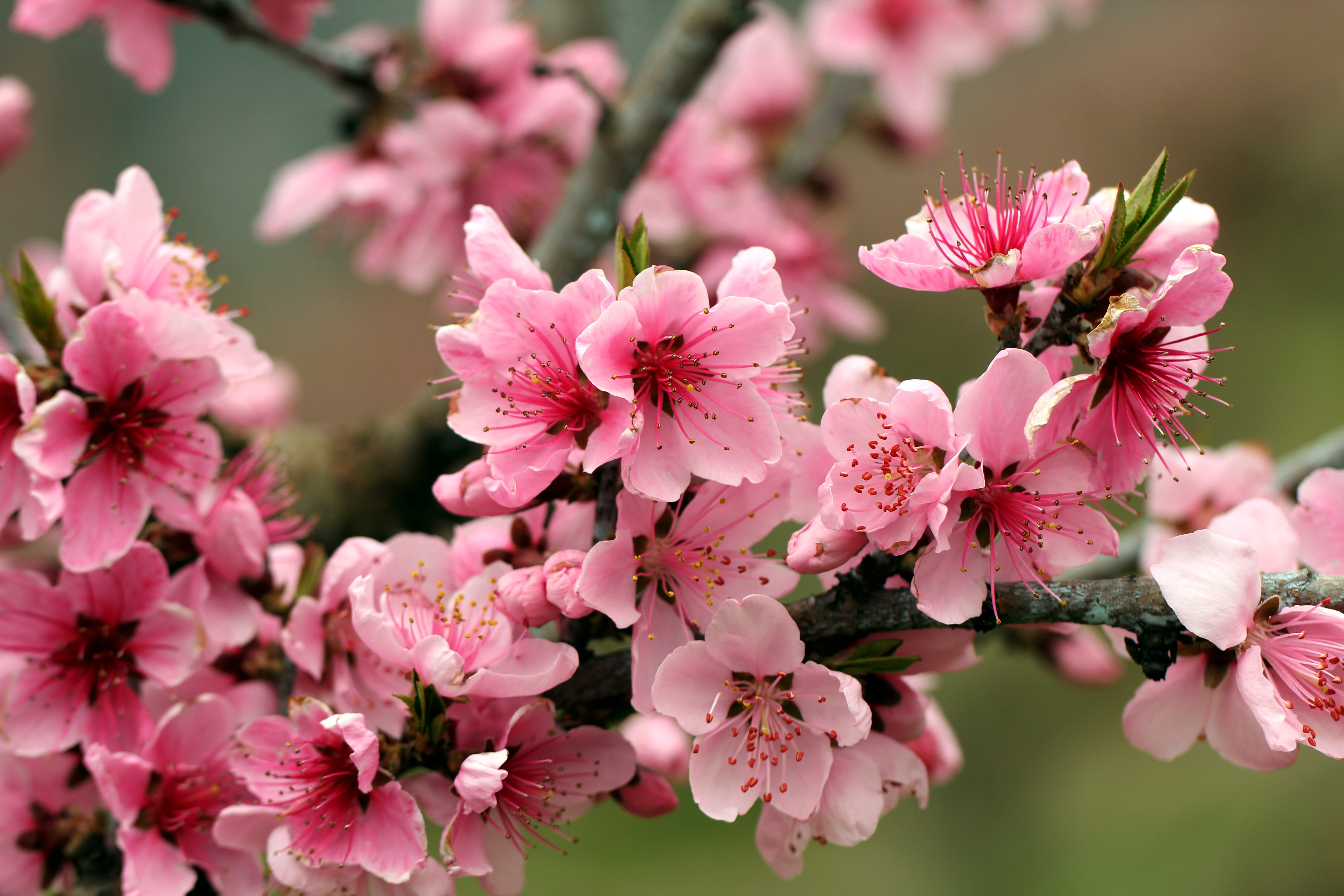 Wallpaper Spring Flowers Apple Tree Blossoms Tender Bright Pink