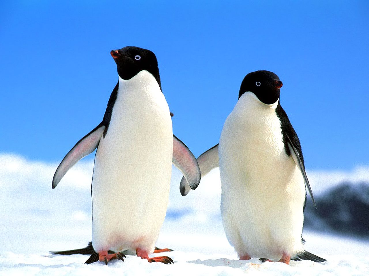 Penguins Wallpaper Image Photos Pictures Pics
