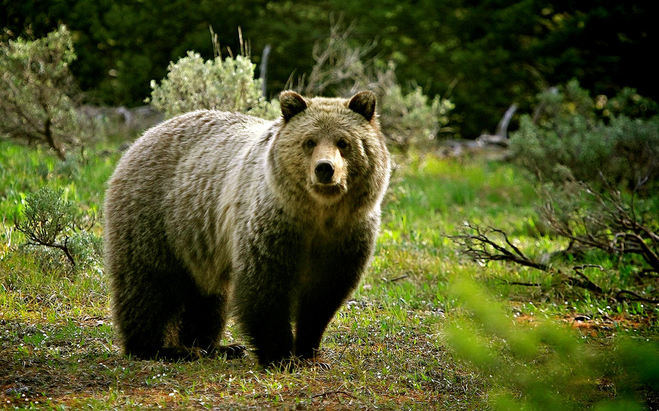 Wildlife Photography Weeds Big Bear Animal Wallpaper
