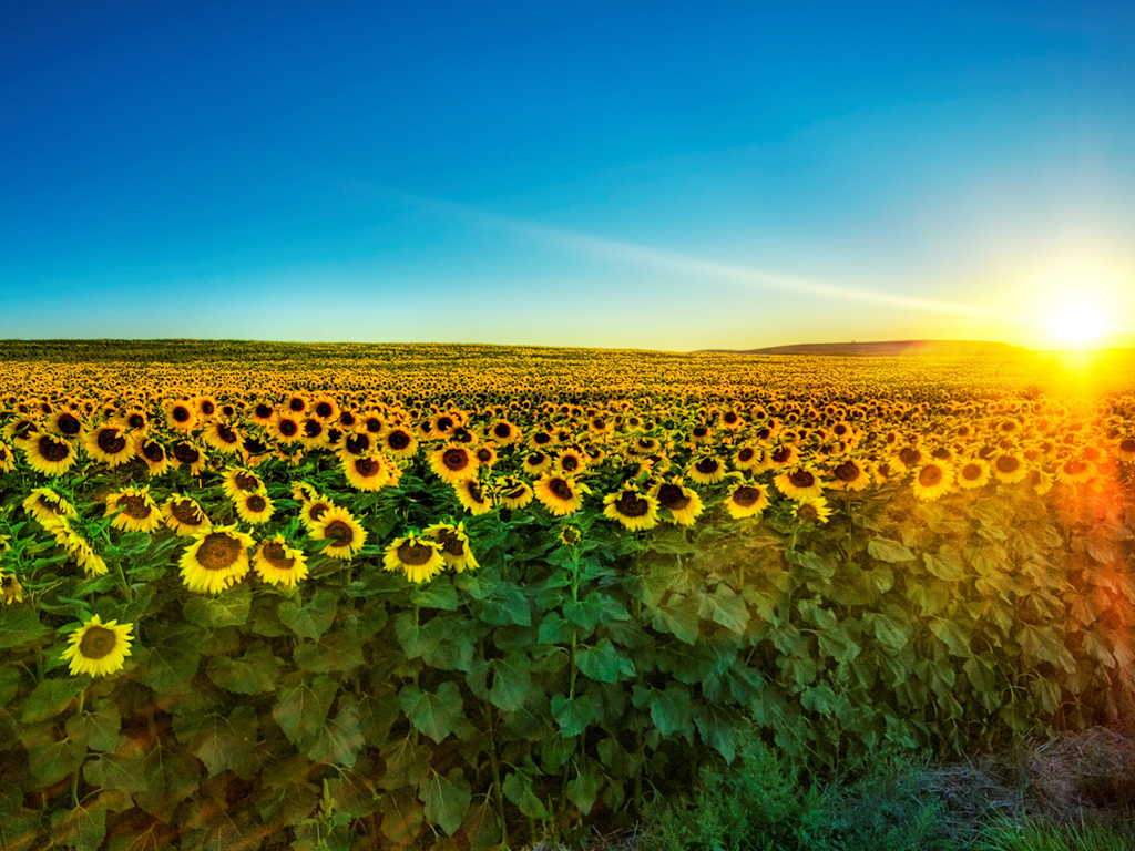 547310 sunflower background wallpaper free  Rare Gallery HD Wallpapers