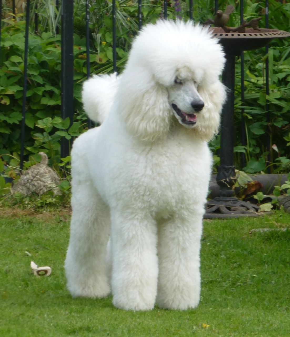 Standard Poodle Hunting Wallpaper For