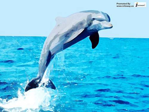 Pictures Living 3d Dolphins Wallpaper Animated