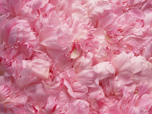 Background Petals Of Peony Pink Pental Flower