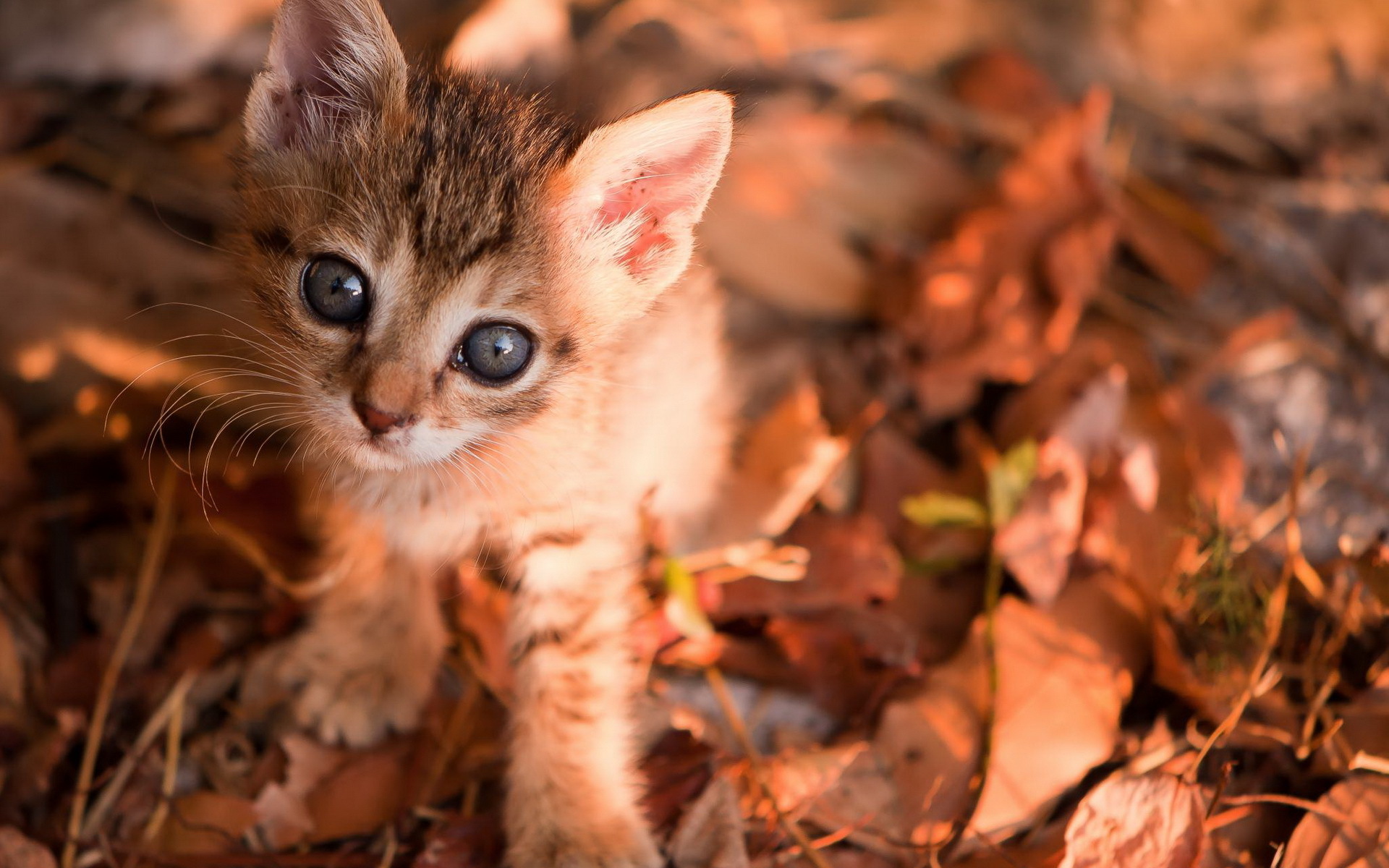 Face Eyes Cute Pov Leaves Autumn Fall Whiskers Wallpaper Background